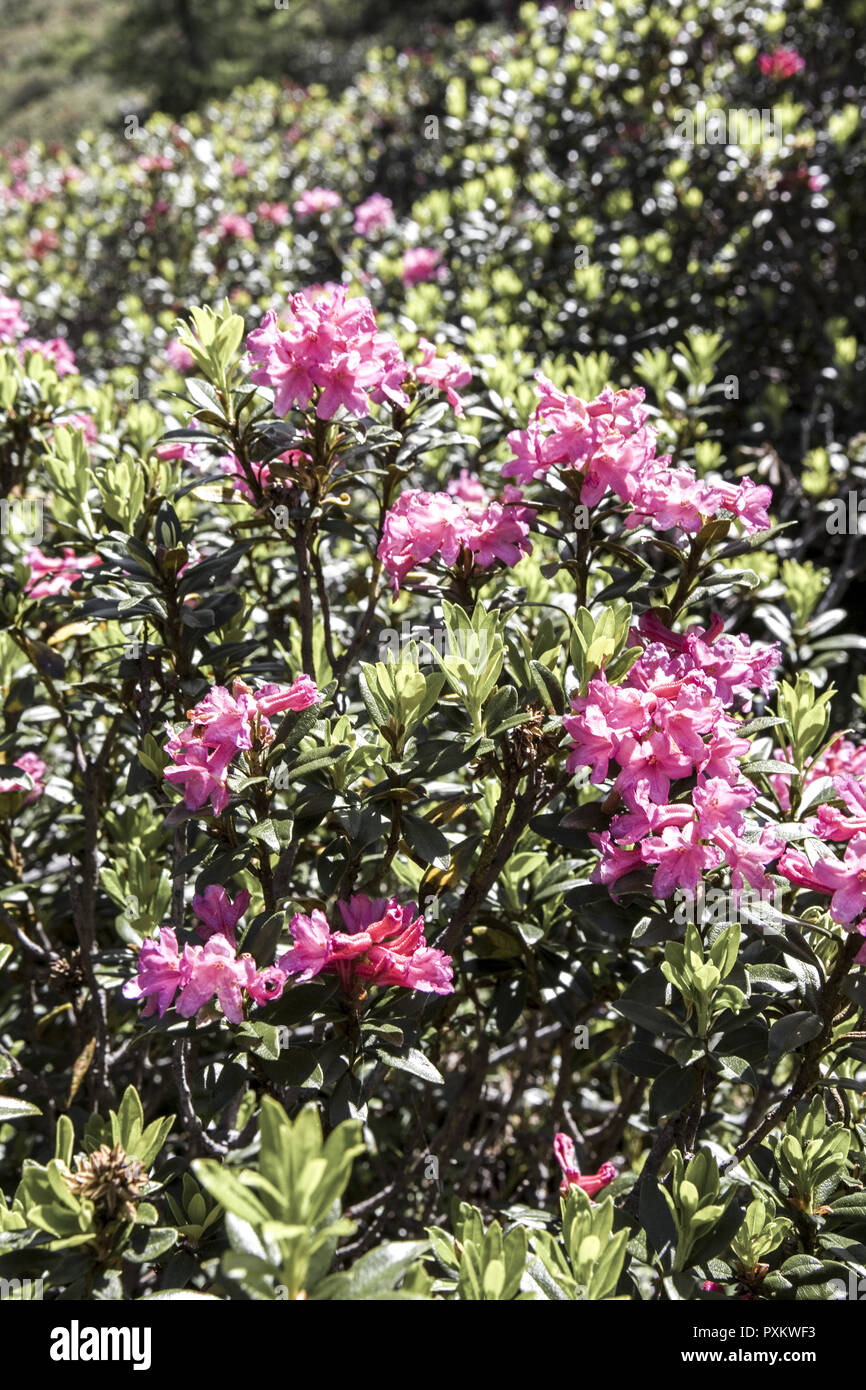 Alpenrose, Rhododendron, close-up, Natur, Vegetation, Botanik, Bergregion,  Alpenblume, Blume, Stiel, Bluete, rosa, geschuetzt, Naturschutz Stock Photo  - Alamy