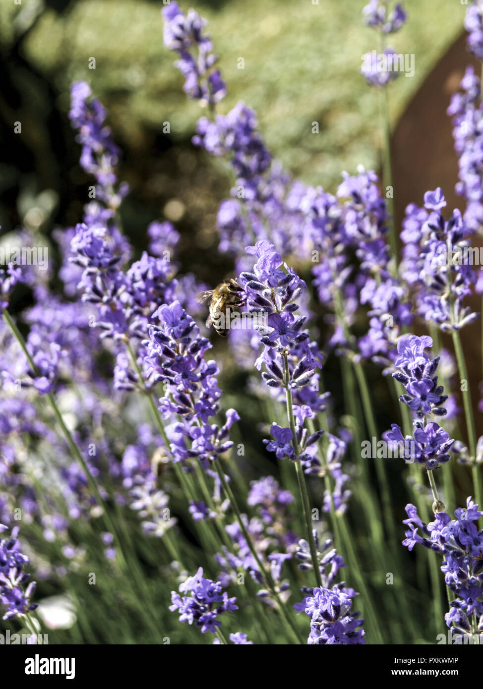 Aroma, Blume, Blumen, Blumengarten, Blueten, Duft, Feld, Garten, Gesundheit, Heilkraeuter, Heilpflanze, Homaeopathie, Labiatae, Lamiaceae, Lavandula,  Stock Photo