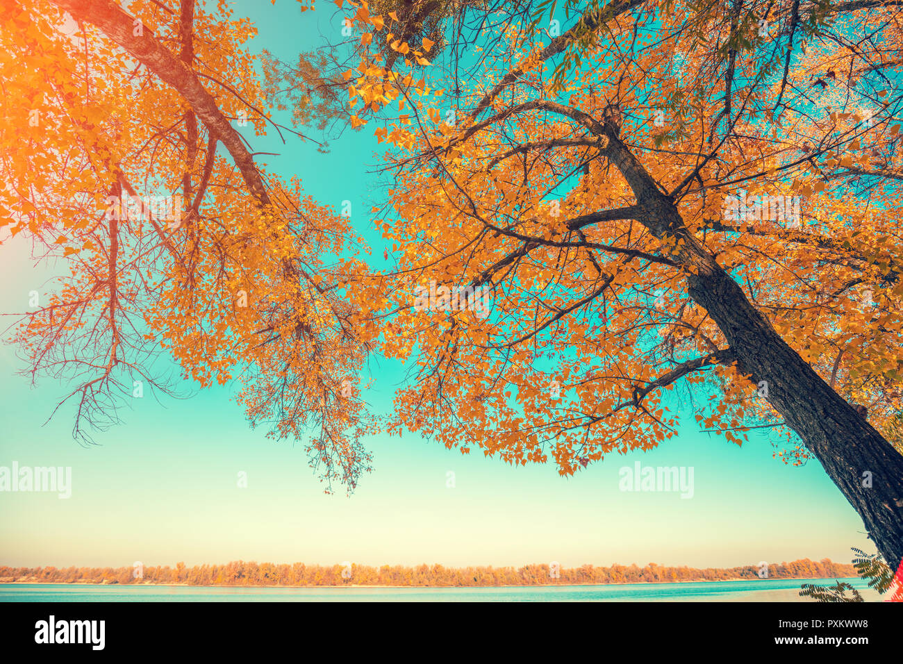 Riverbank with poplars in autumn in sunny weather Stock Photo Alamy