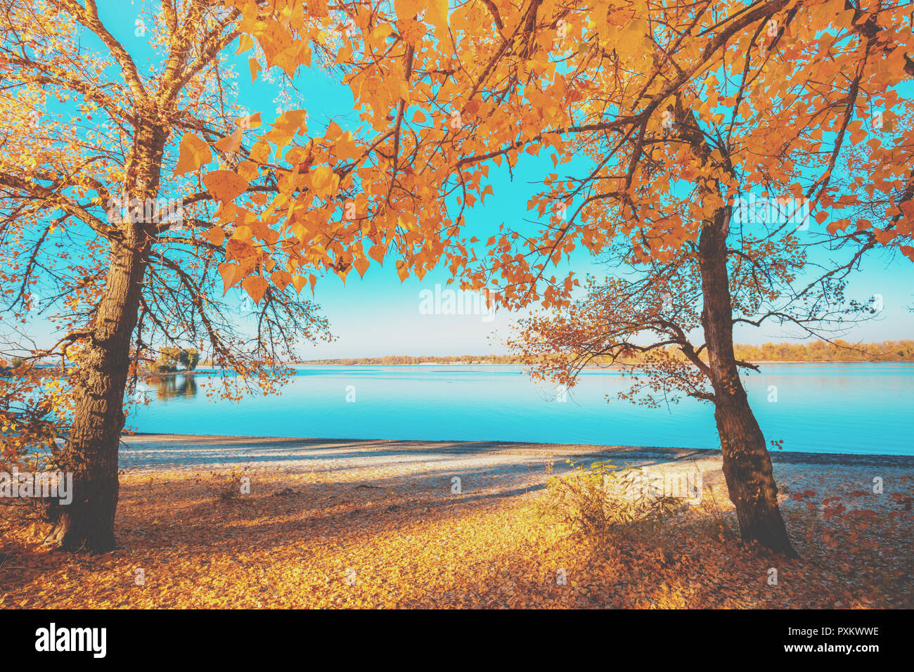 Riverbank poplar tree hires stock photography and images Alamy