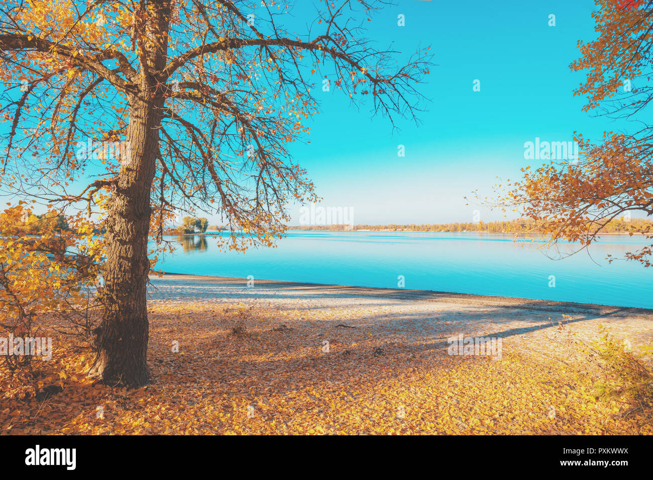 Riverbank with poplars in autumn in sunny weather Stock Photo Alamy