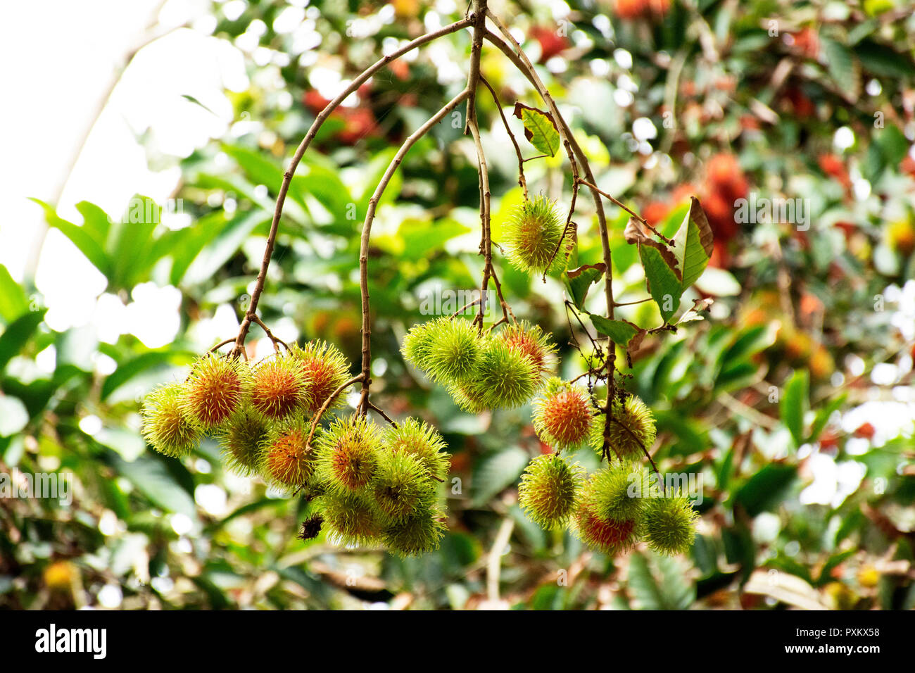 How to grow rambutan tree hi-res stock photography and images - Alamy