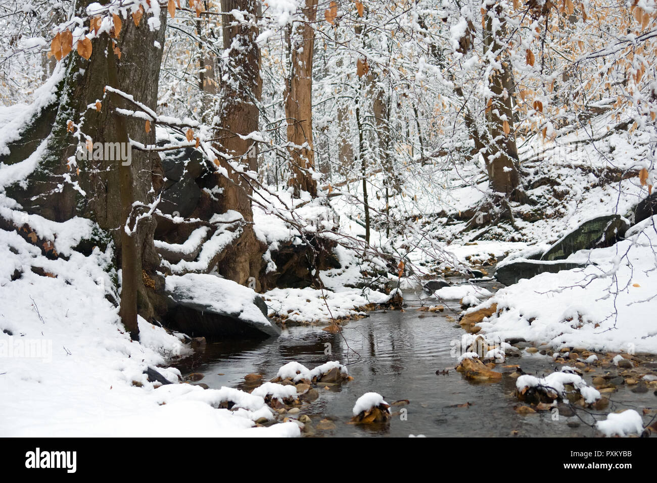 Winter In Washington Dc Rock Creek Park Stock Photo Alamy