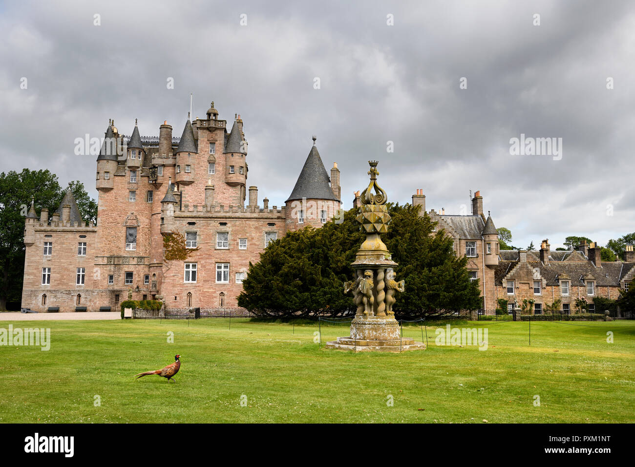 Front lawn of Glamis Castle childhood home of Queen Mother with wild Ring-necked Pheasant and The Great Sundial Scotland UK Stock Photo