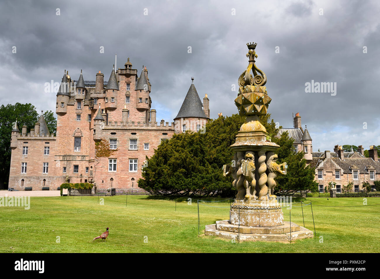 Front lawn of Glamis Castle with wild Ring-necked Pheasant and The Great Sundial with 80 sundials on top and 4 held by Lions Scotland UK Stock Photo