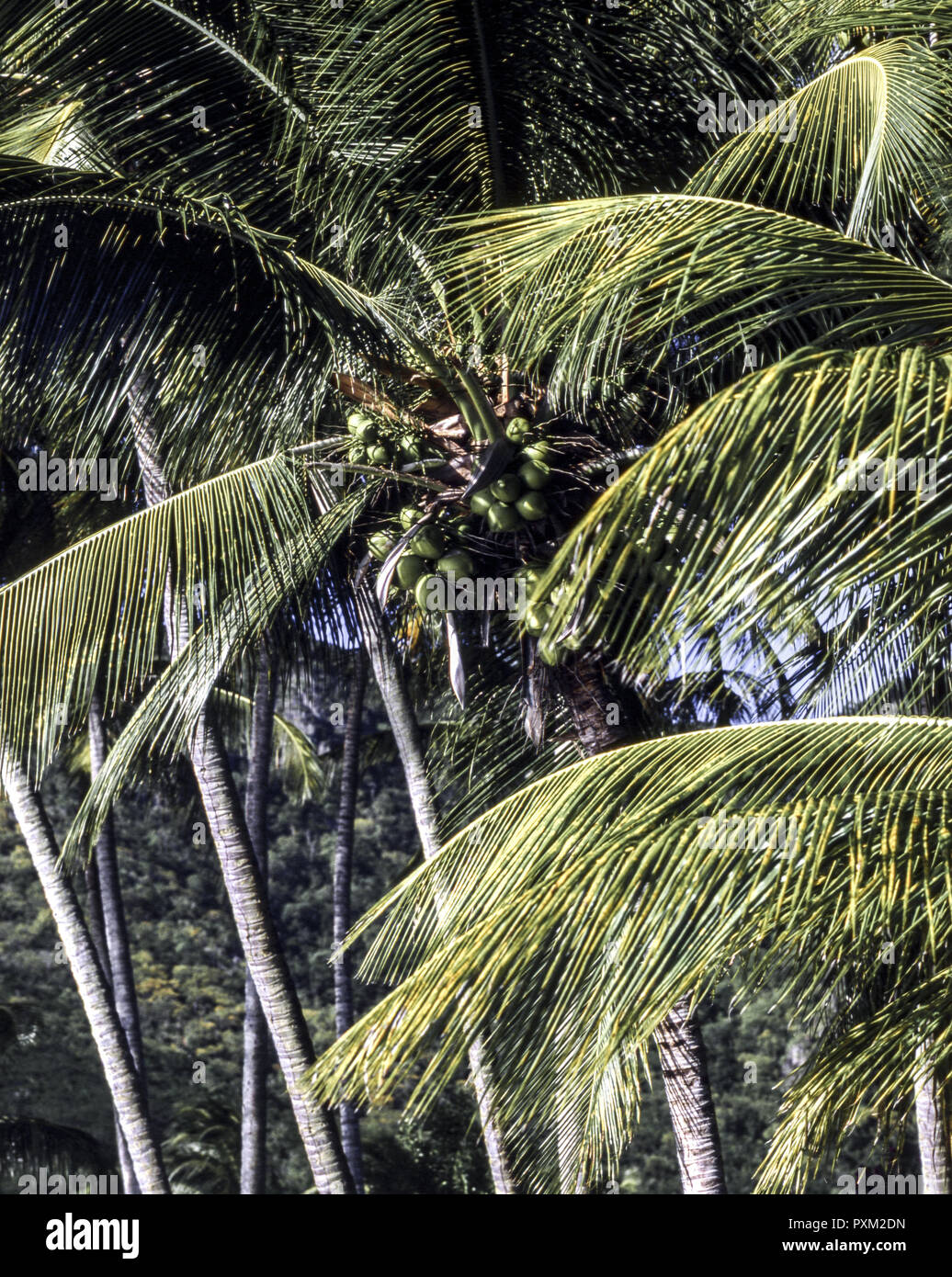 Karibik, Franzoesische Antillen, Martinique, Grande Anse, Mittelamerika, Westindische Inseln, Palmen, Palmblaetter, Kokospalmen, Kokosnuss Stock Photo