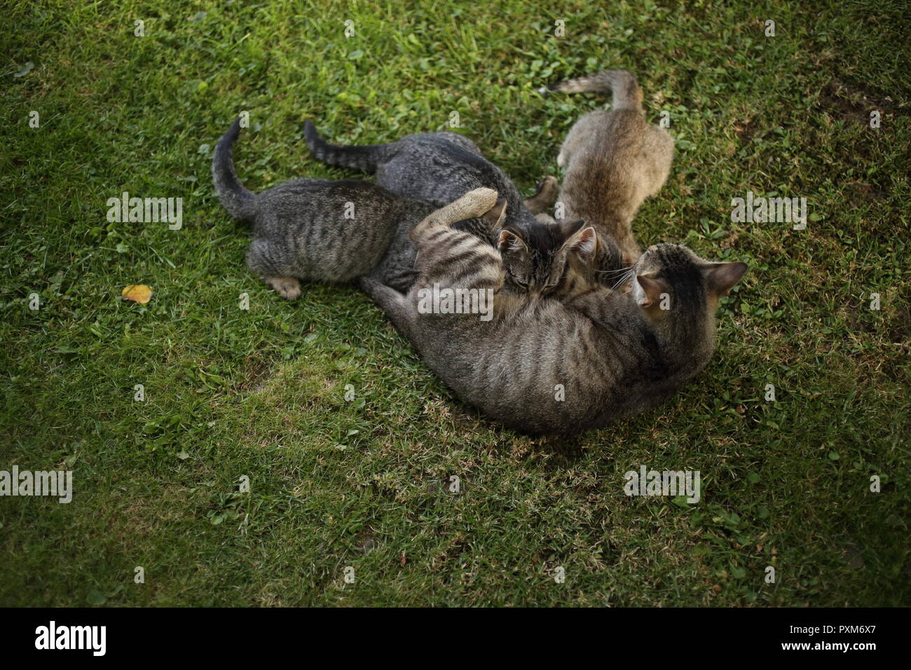 Mother cat nurses tabby kittens outdoors in the garden Stock Photo Alamy