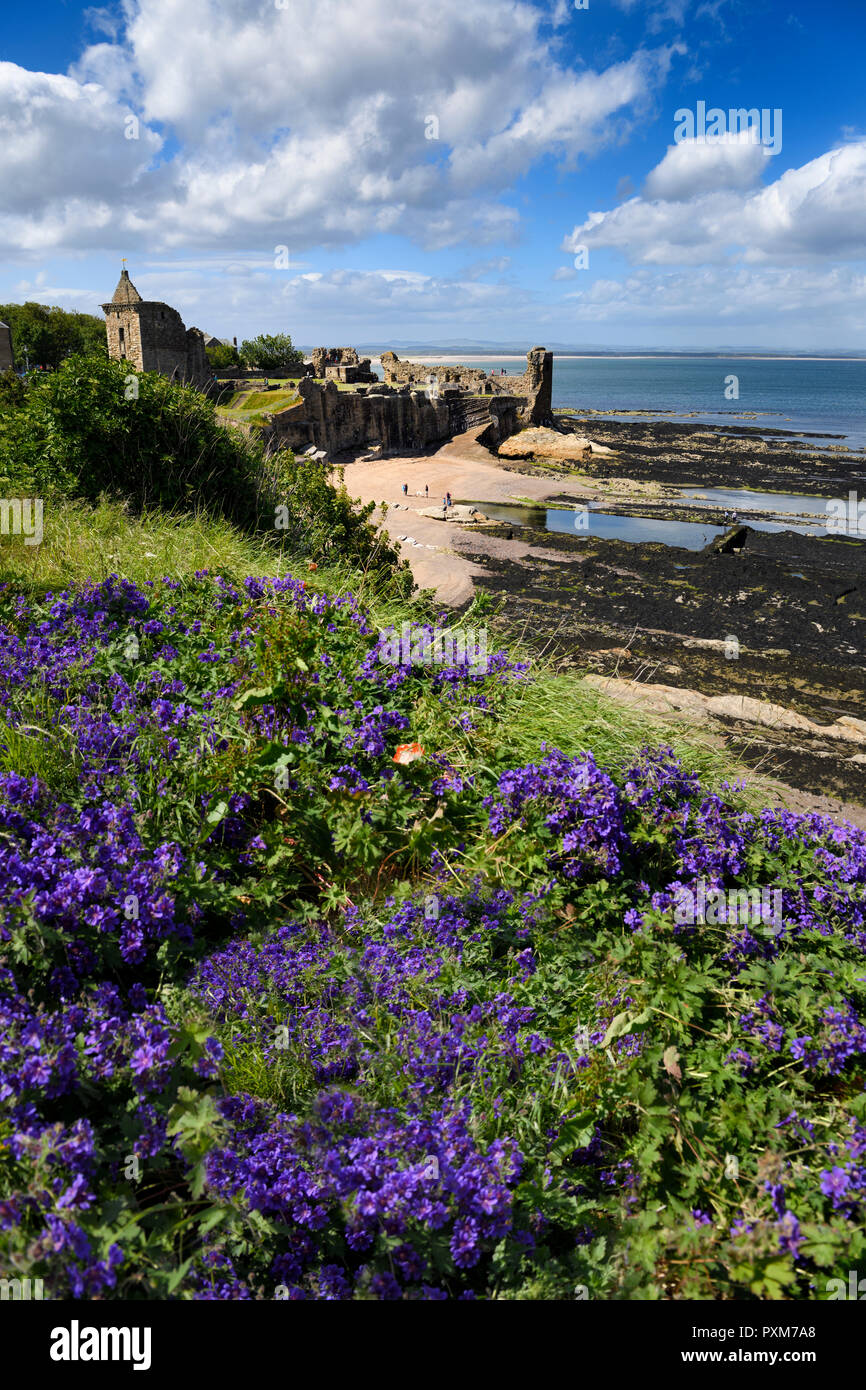 St Andrews Castle ruins on rocky North Sea coast overlooking Castle Sands beach in St Andrews Fife Scotland UK with purple geranium flowers Stock Photo