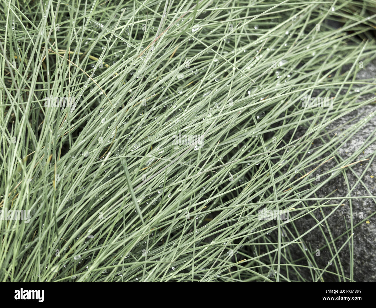 stones and green plants Stock Photo - Alamy
