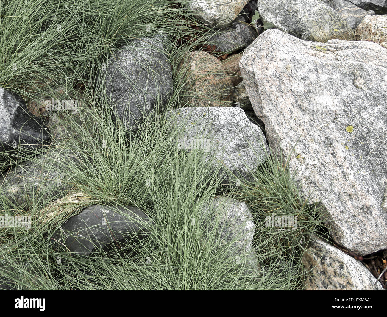 stones and green plants Stock Photo - Alamy