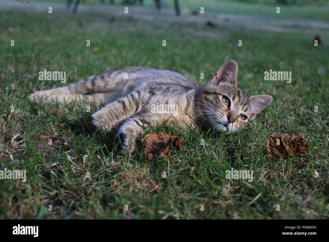 cute striped cat playing in the grass in the garden Stock Photo