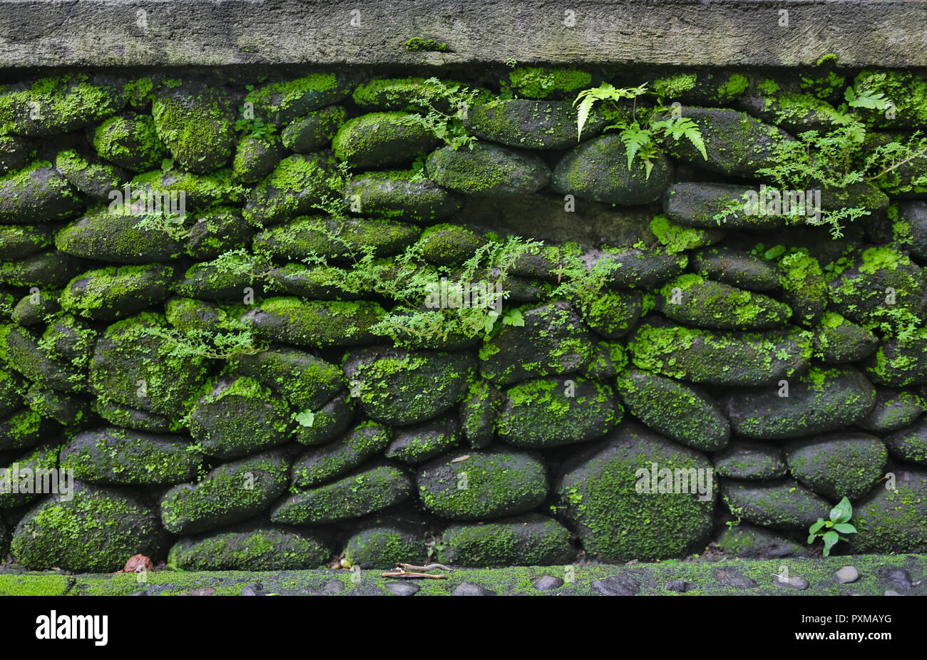 Texture of stone wall with green moss Stock Photo - Alamy