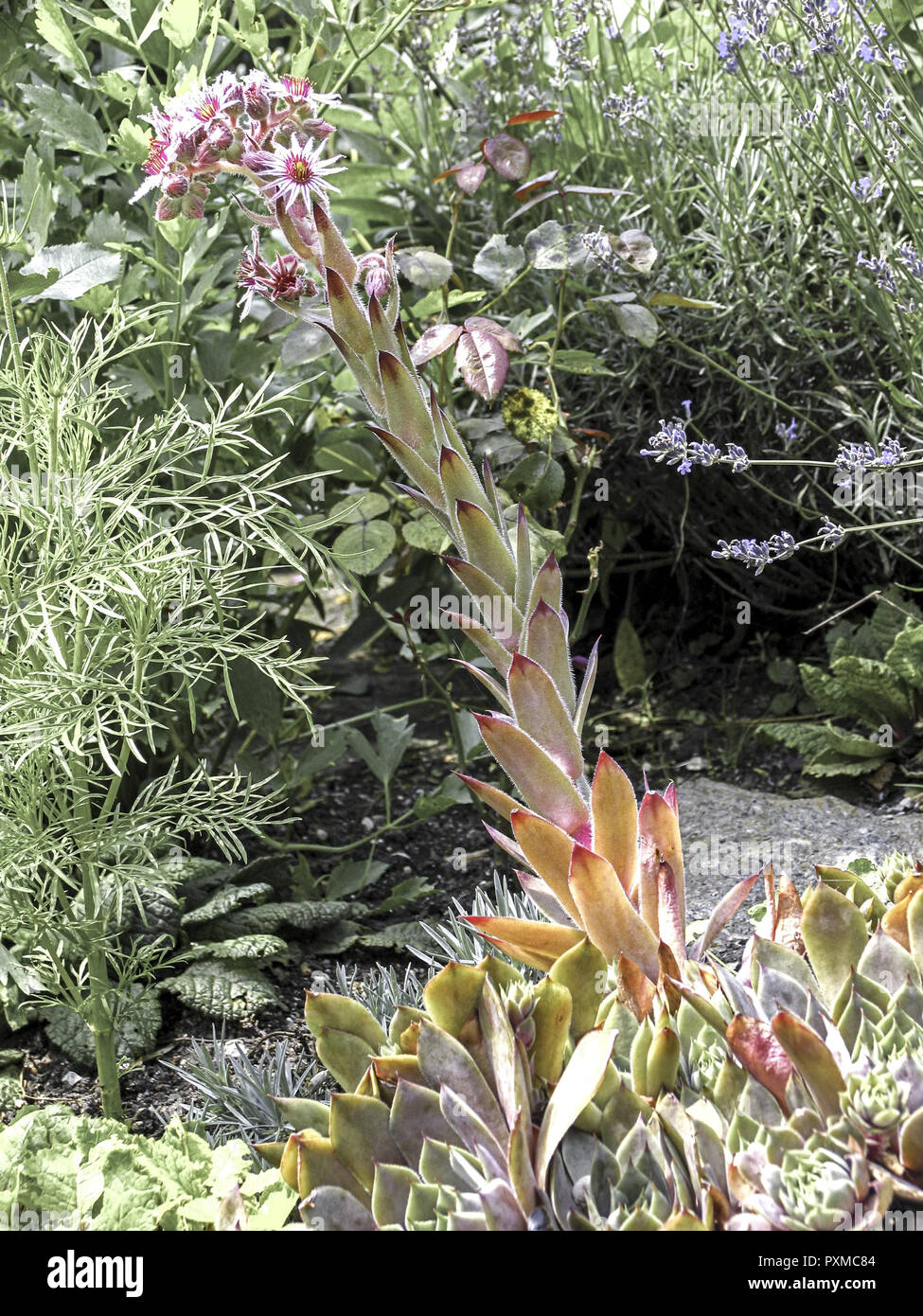 Hauswurz Bluehend Bluete Sempervivum Spec. Pflanzen Pflanze
