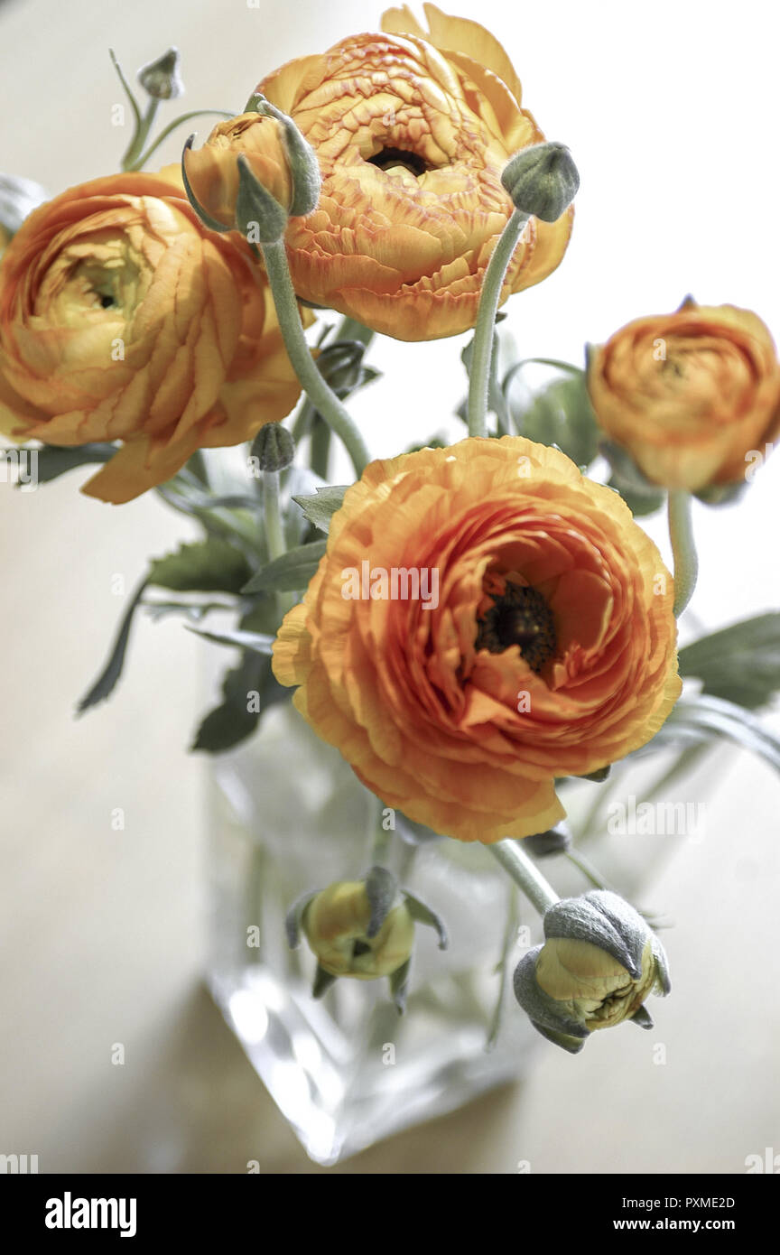 Ranunkeln Stock Photos Ranunkeln Stock Images Alamy