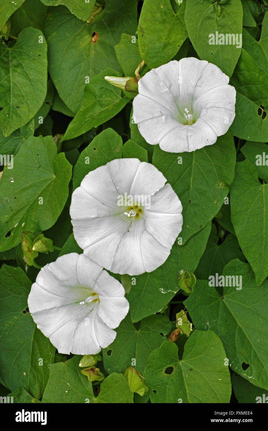 flowers and leaves of hedge bindweed Stock Photo