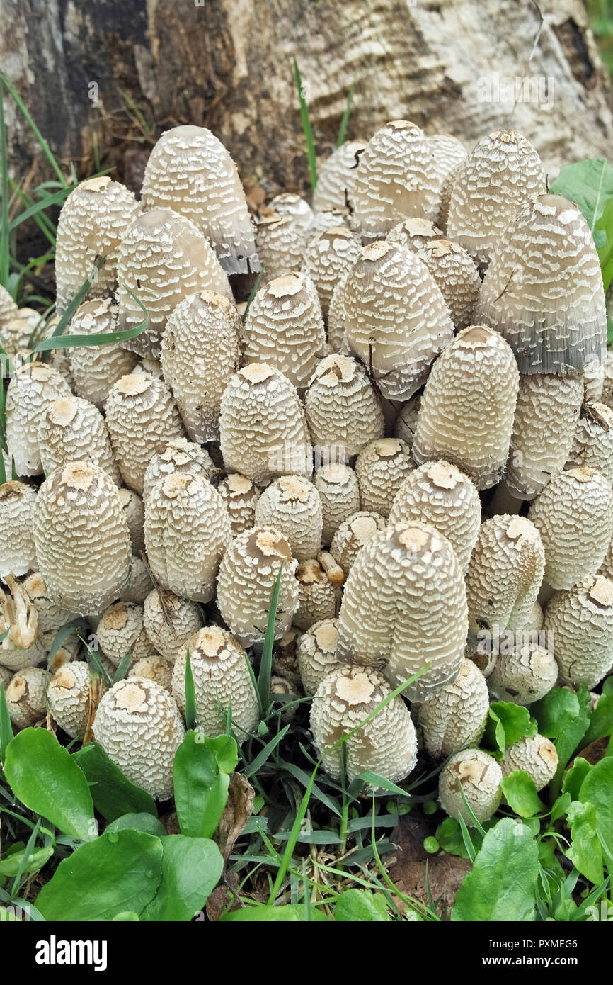 group of mushrooms coprinus strossmayeri on a strain of poplar Stock Photo