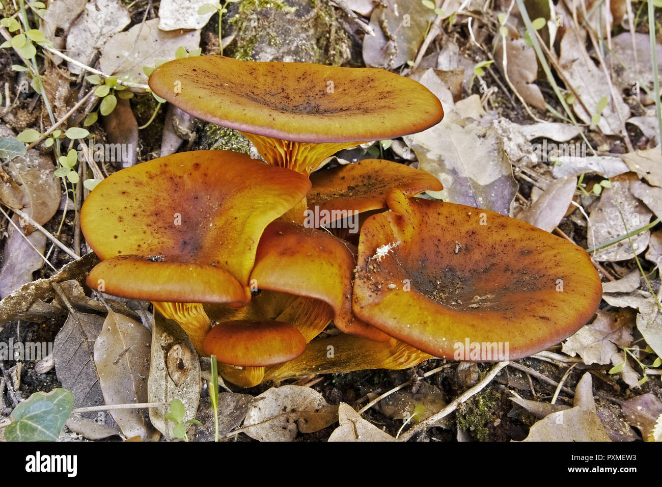 specimens of omphalotus olearius, jack o 'lantern mushroom Stock Photo