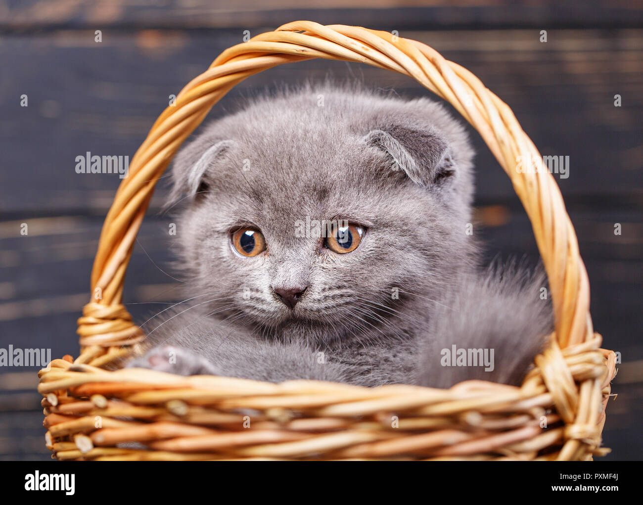 Scottish Fold Stock Photos Scottish Fold Stock Images Alamy