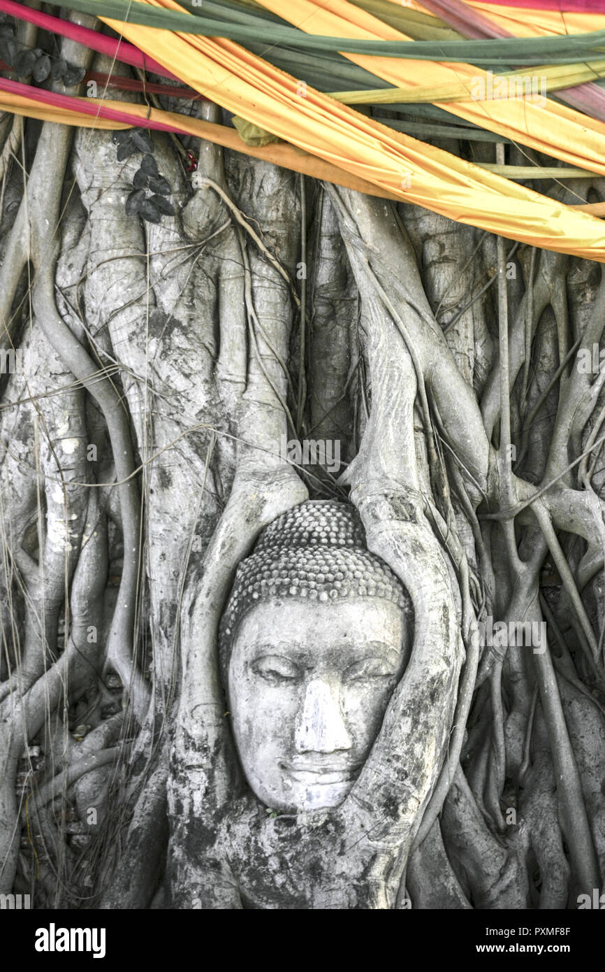 Thailand Siam Ayutthaya Wat Maha That Mahathat Kopf Stein Baum Stamm Wurzel Wurzeln Skulptur Asien Suedostasien Tempelanlage Tempel Chedi Pagoden Bauw Stock Photo