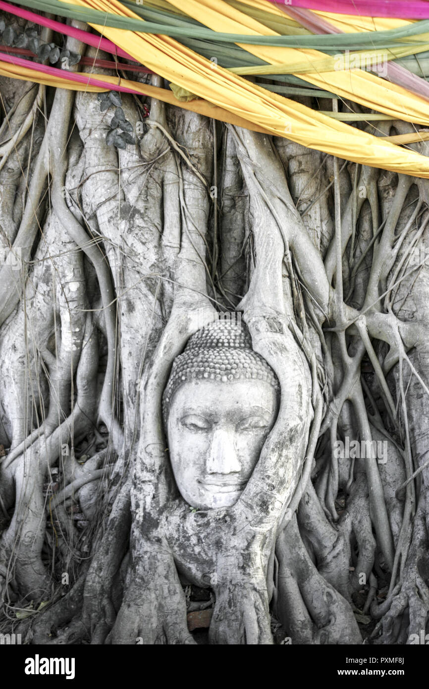 Thailand Siam Ayutthaya Wat Maha That Mahathat Kopf Stein Baum Stamm Wurzel Wurzeln Skulptur Asien Suedostasien Tempelanlage Tempel Chedi Pagoden Bauw Stock Photo