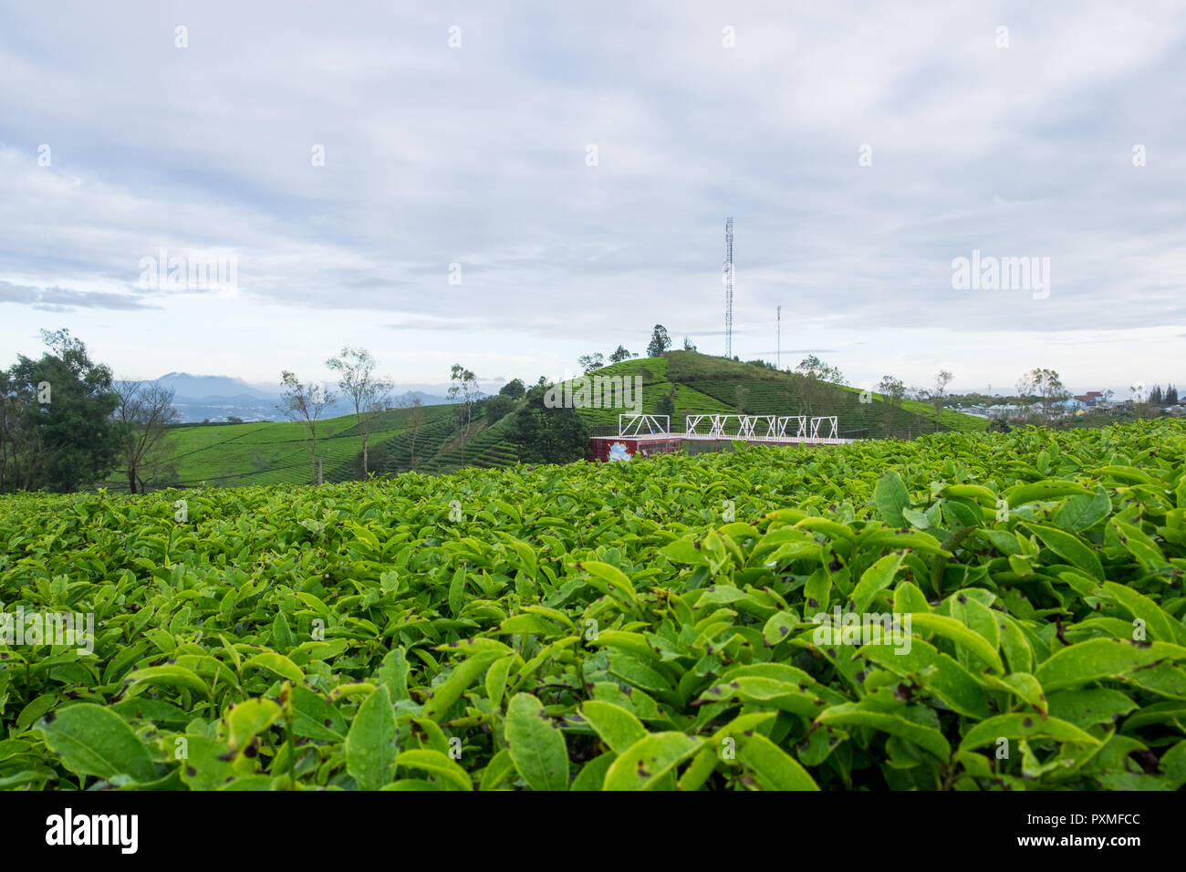 Landscape of Green Tea Hill in Da Lat, Vietnam Stock Photo Alamy