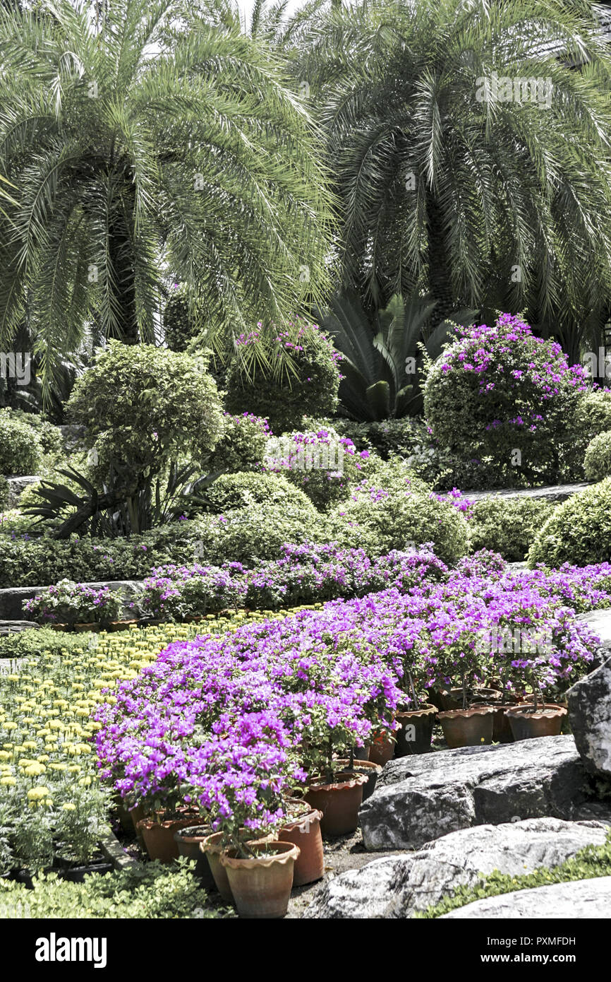 Thailand Siam Nong Nooch Village Tropical Garden Kultur Tradition ...