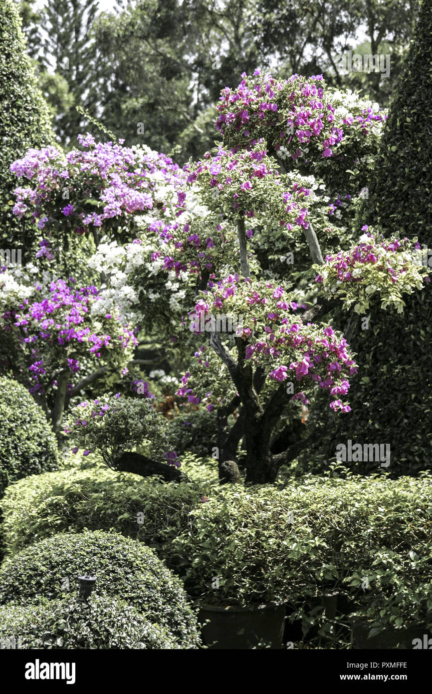 Thailand Siam Nong Nooch Village Tropical Garden Kultur Tradition ...