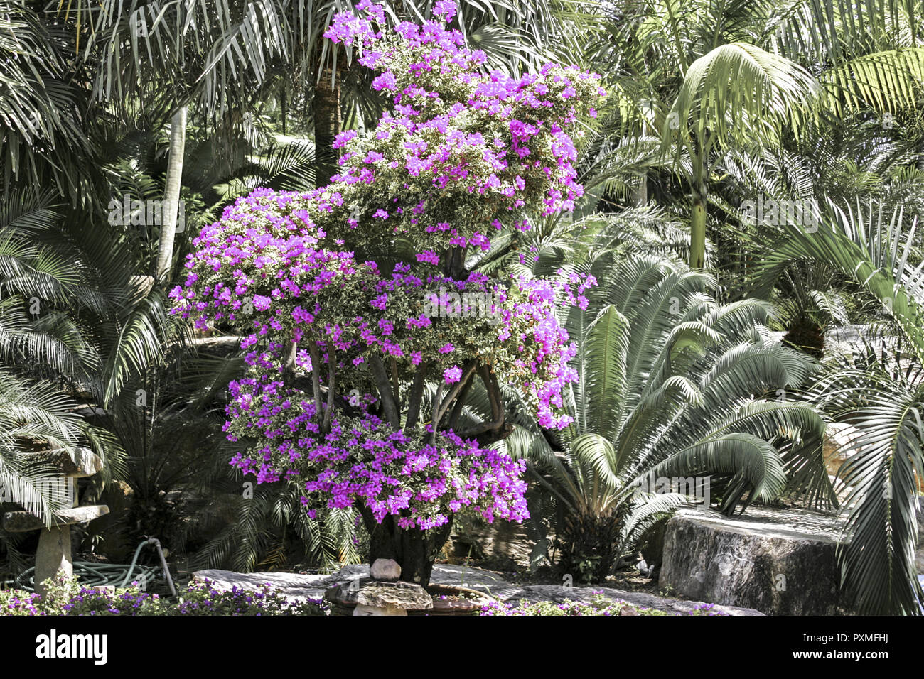 Thailand Siam Nong Nooch Village Tropical Garden Kultur Tradition ...