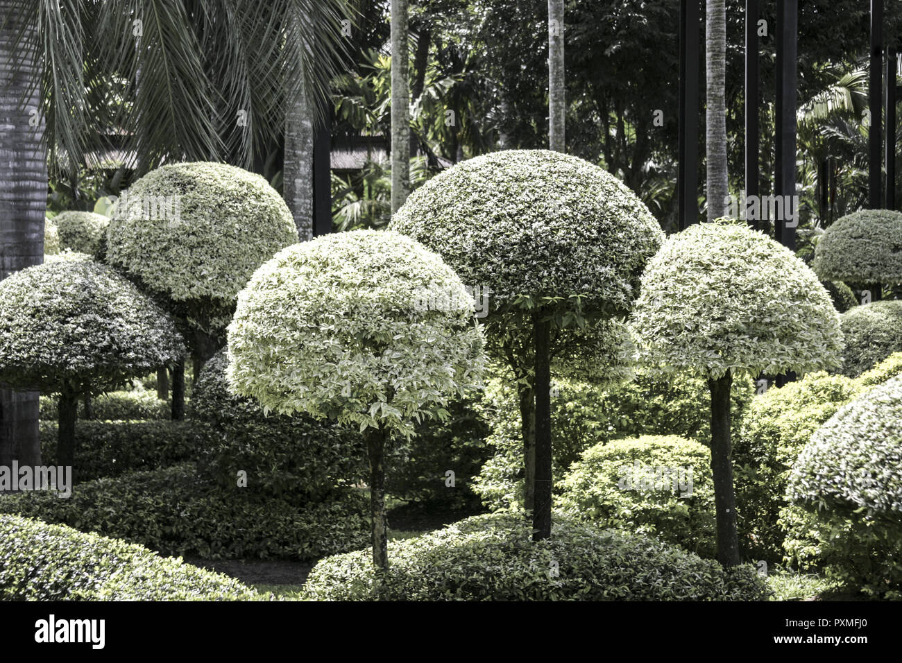 Thailand Siam Nong Nooch Village Tropical Garden Kultur Tradition ...