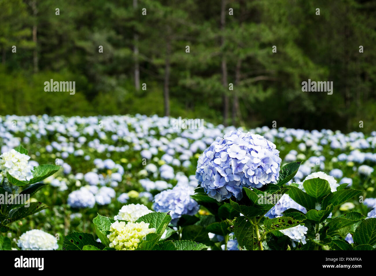 Panoramic view of Hydrangea flower field in Dalat, Vietnam. Da lat is one of the best tourism cities and aslo one of the largest vegetable and flowers Stock Photo