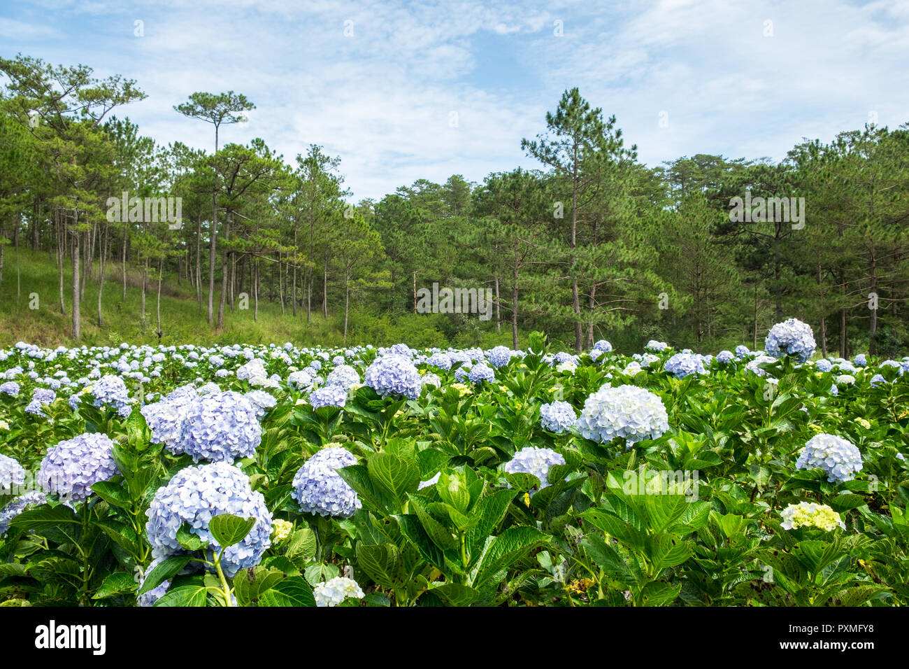 Panoramic view of Hydrangea flower field in Dalat, Vietnam. Da lat is one of the best tourism cities and aslo one of the largest vegetable and flowers Stock Photo