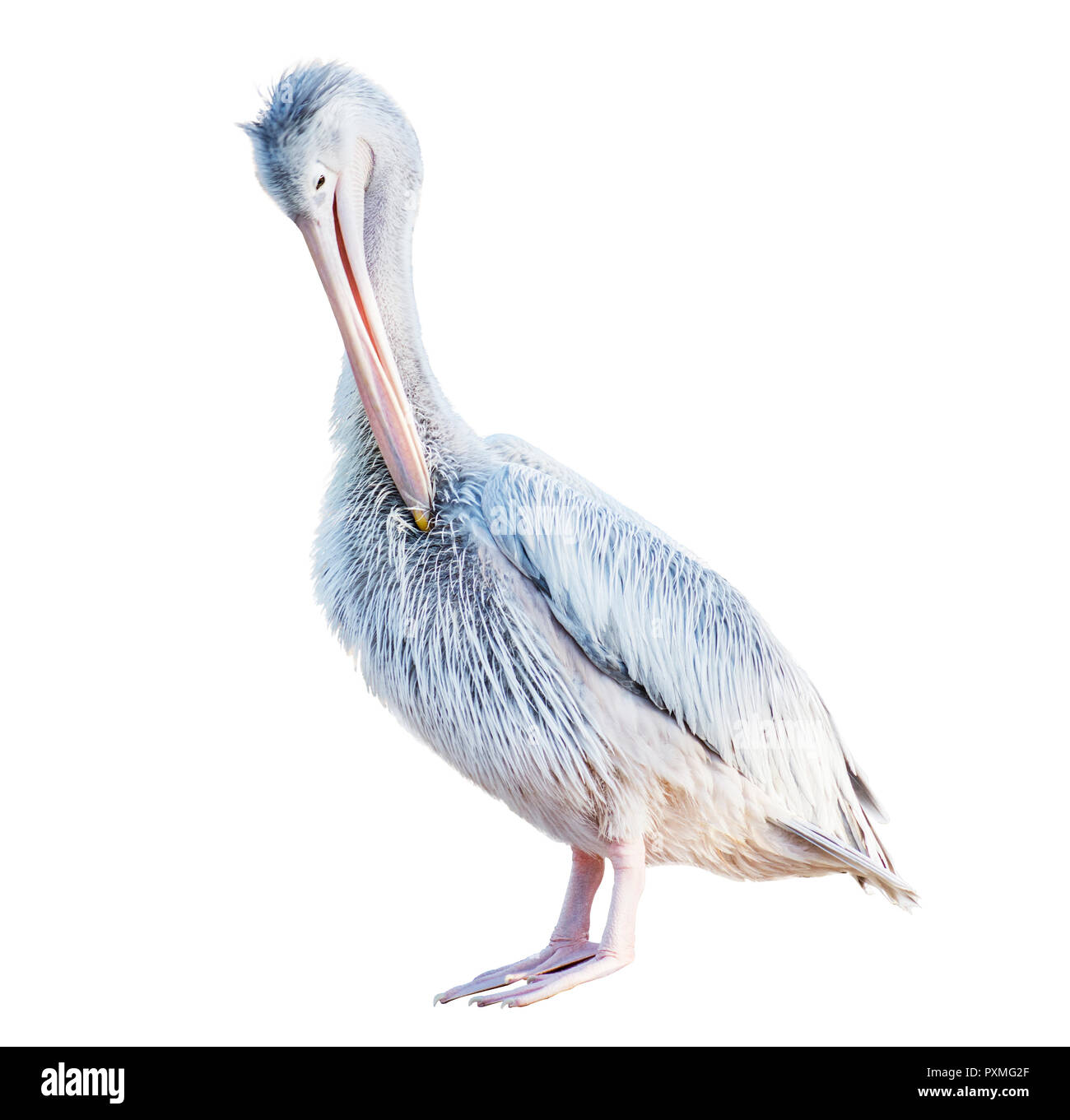 isolated Pelican on white background Stock Photo