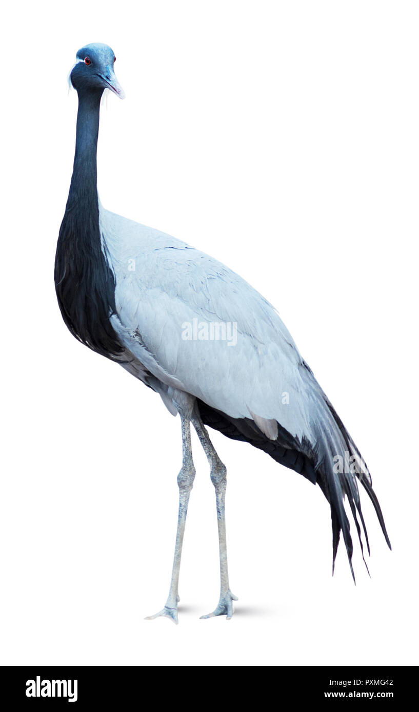 Heron isolated on white background, a large fish-eating wading bird with long legs, a long S-shaped neck, and a long pointed bill Stock Photo