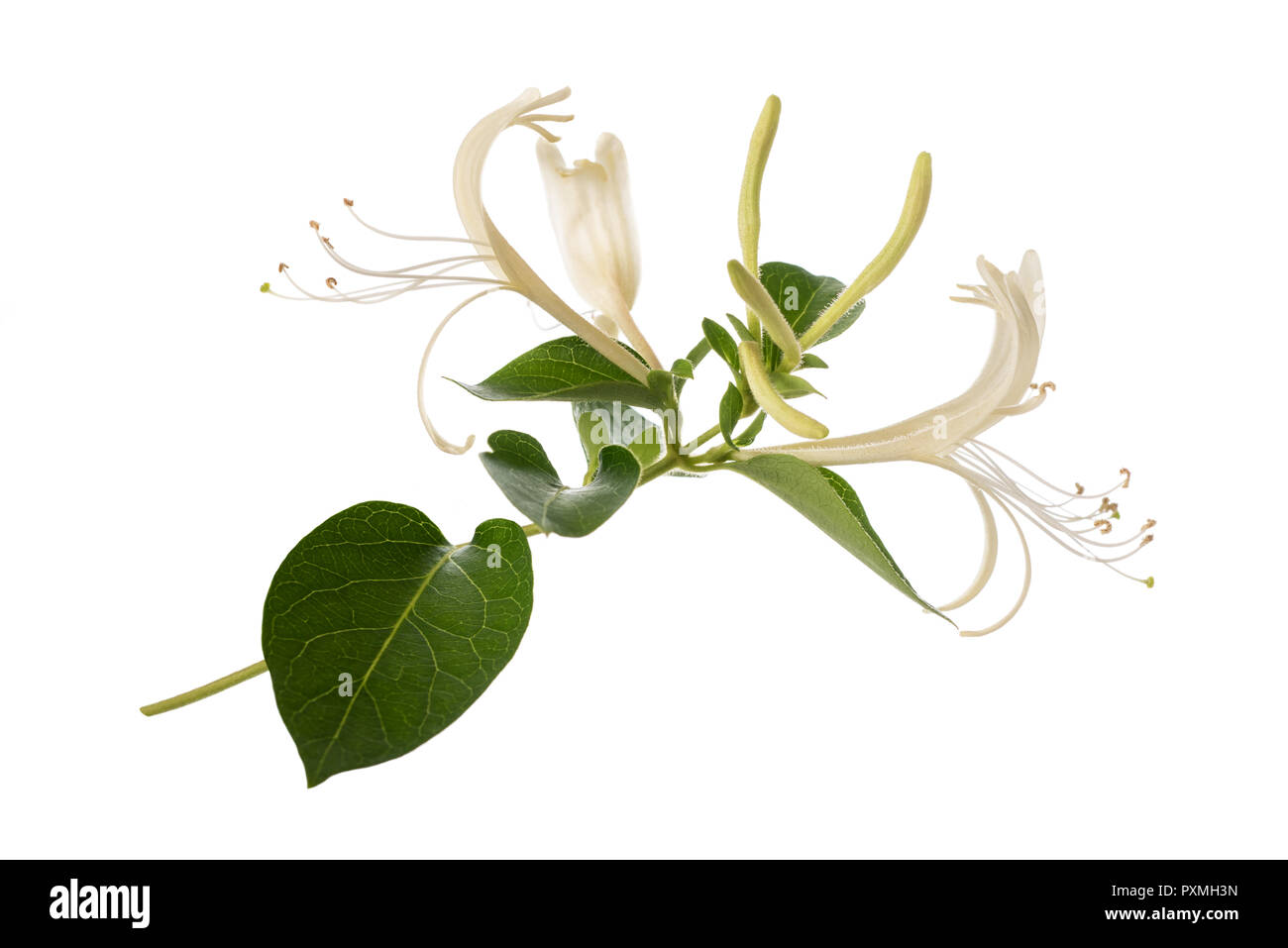 honeysuckle with flowers and leaves isolated on white background Stock ...