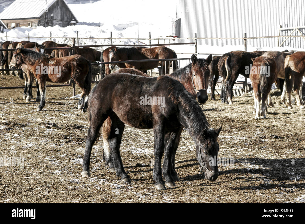 Pferdezucht High Resolution Stock Photography And Images Alamy