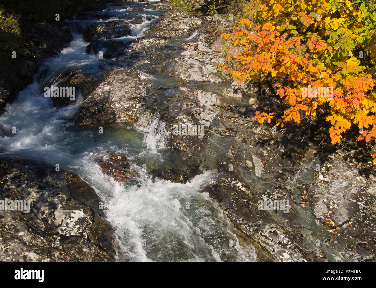 Fresh and clear mountain stream with rushing water and autumn leaves, Hemsedal valley Norway Stock Photo