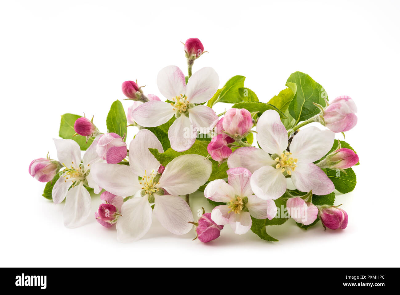 Apple Flowers with buds isolated on white background Stock Photo