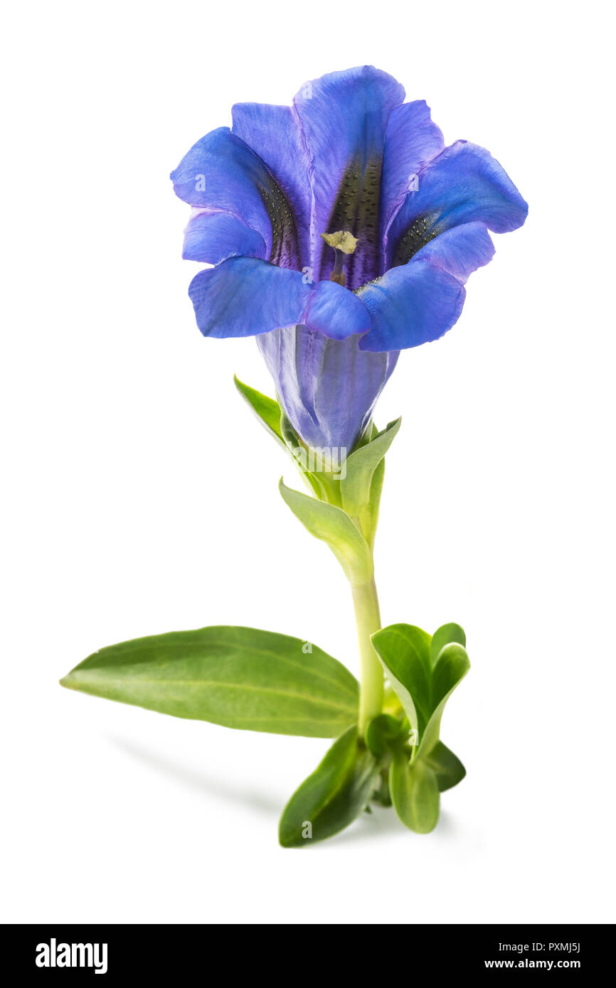 Gentian flower ( Gentiana acaulis ) isolated on white Stock Photo Alamy