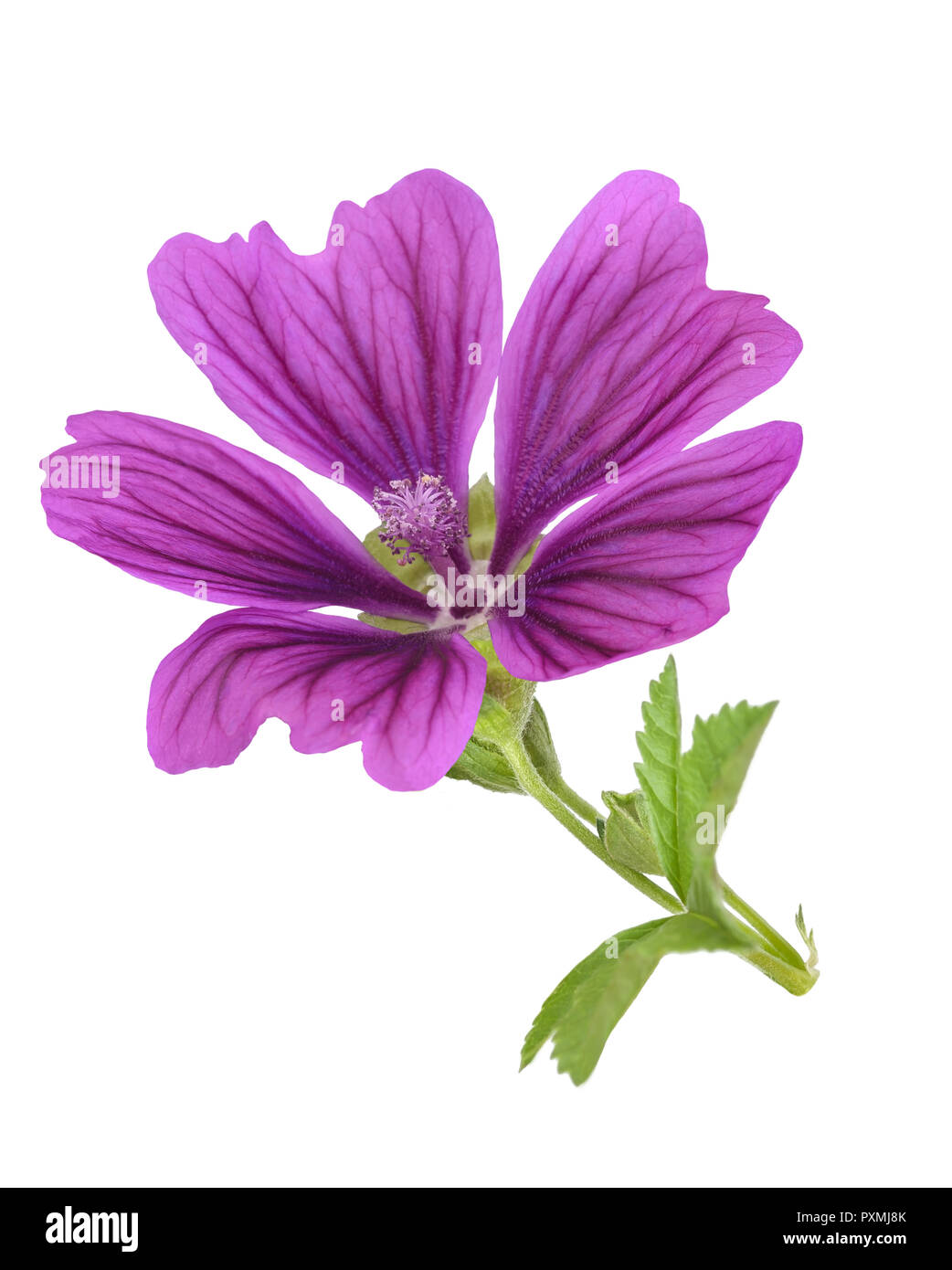 Mallow plant with flower isolated on white Stock Photo