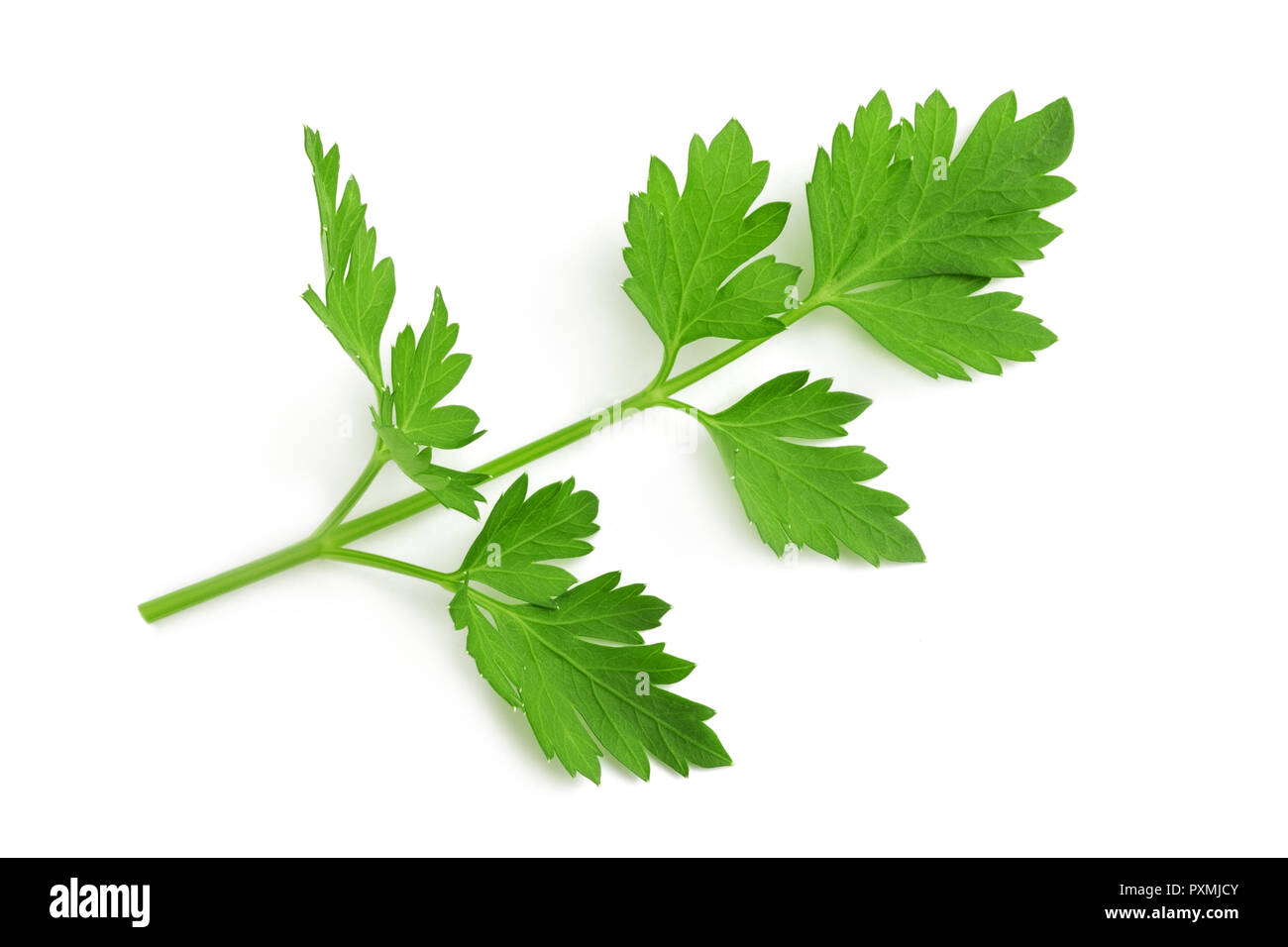 Fresh parsley sprig Stock Photo