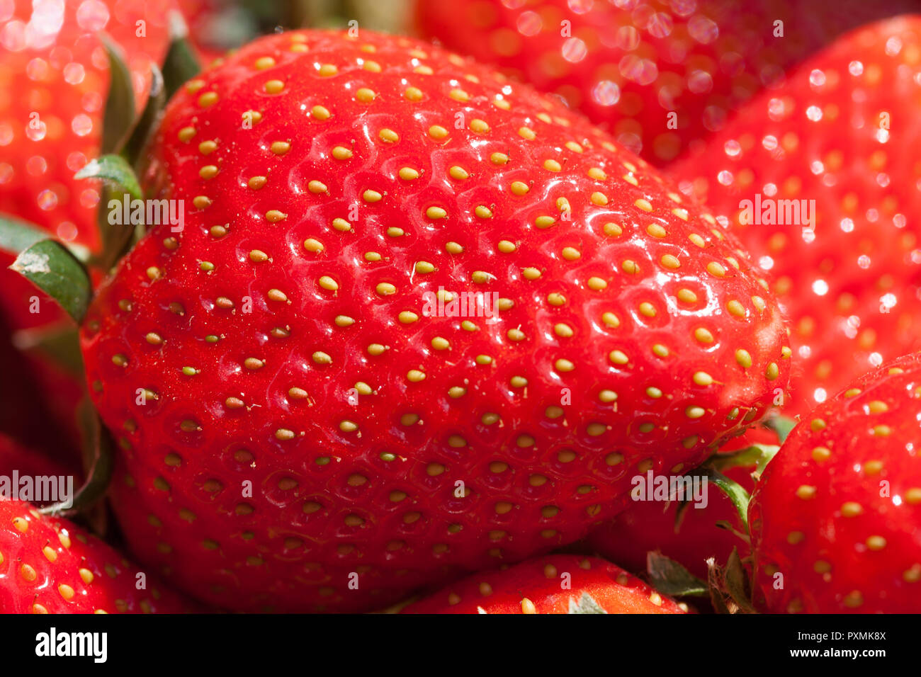 Detail macro shot of a fresh ripe strawberry in the sunshine Stock ...