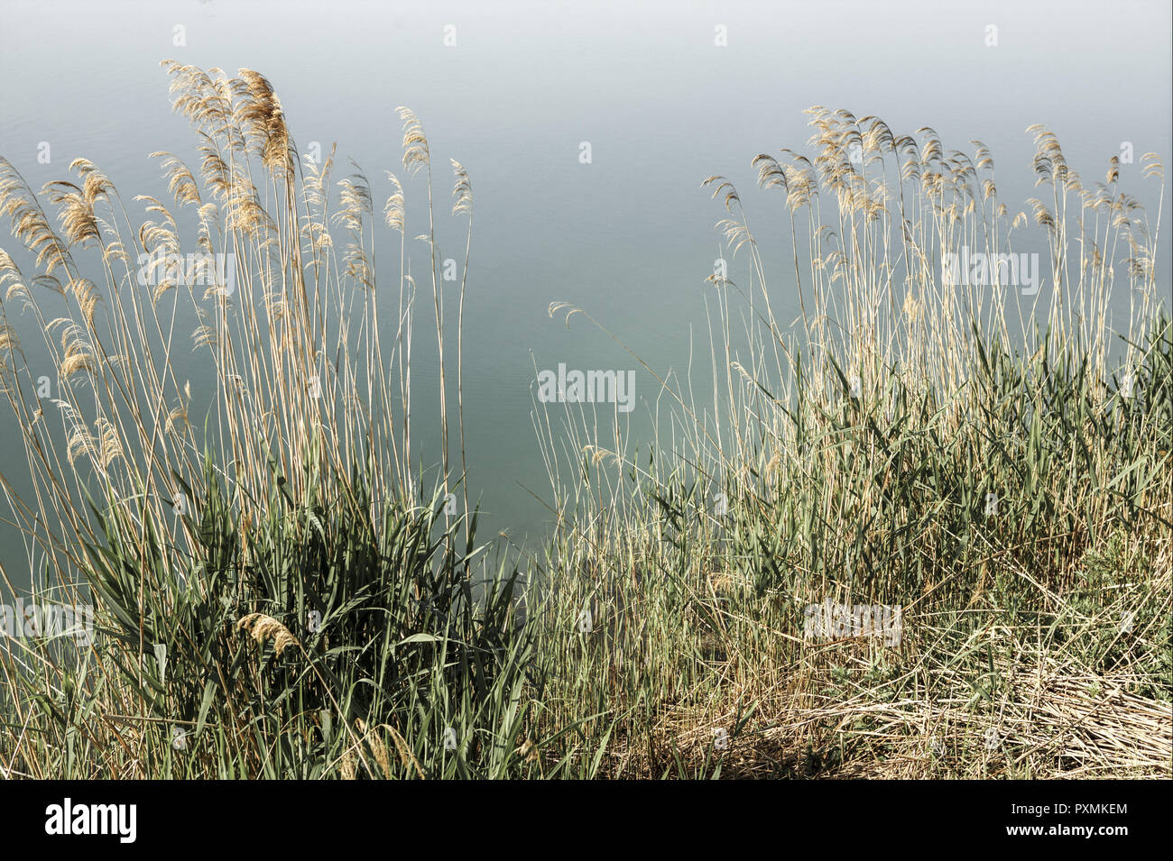 am, aussen, Aussenaufnahme, Aussenaufnahmen, bei, Bildausschnitt, Bildausschnitte, draussen, Gewaesser, im, Natur, Pflanze, Pflanzen, ruhig, Schilf, S Stock Photo