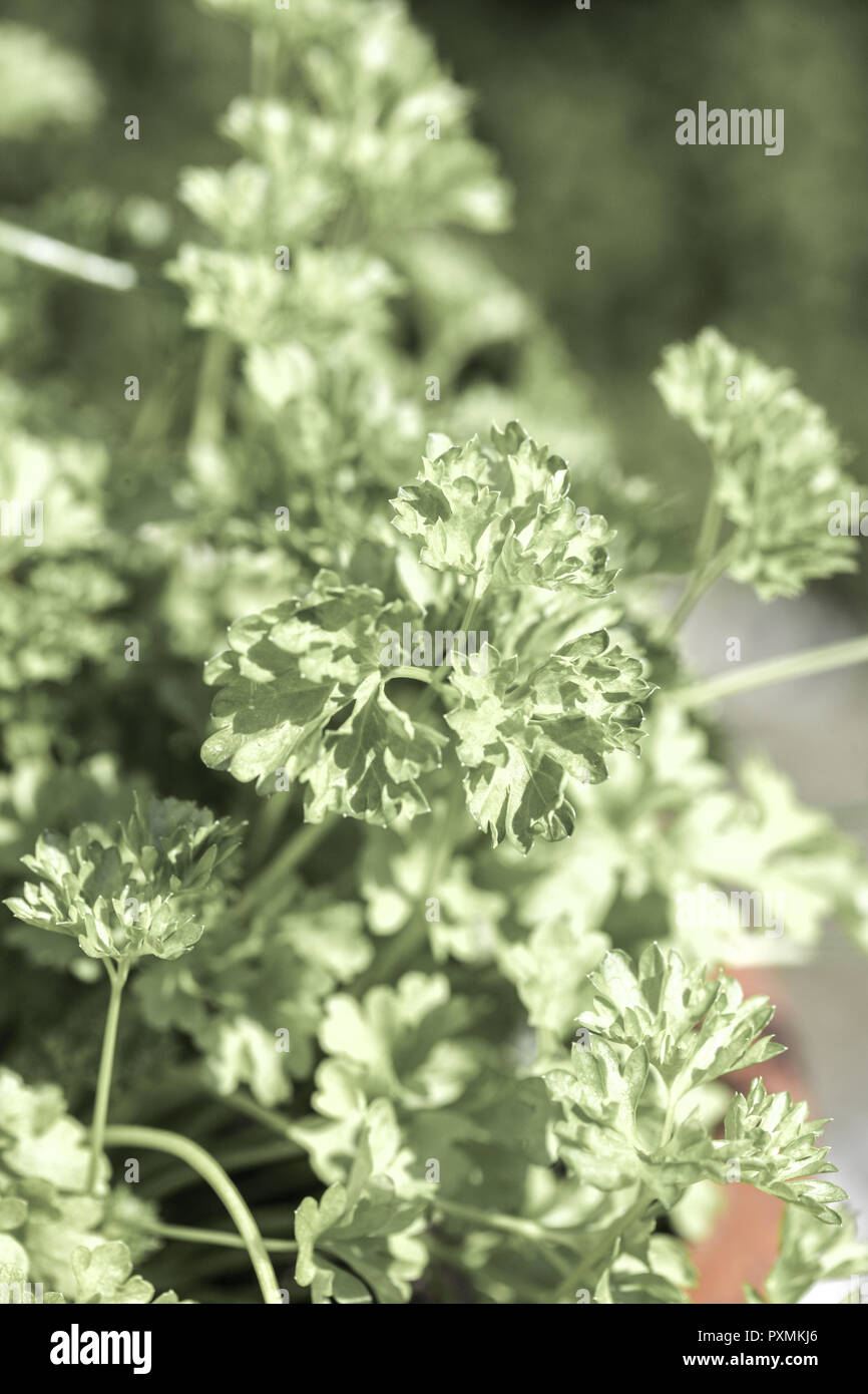 Petersilie, Petroselinum crispum, close-up, Serie, Gartenkraeuter, Gewuerzpflanze, Kraeuter, Gewuerzkraeuter, Kuechenkraeuter, Kuechengewuerz, Gewuerz Stock Photo