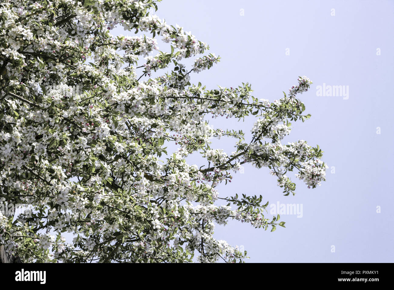 Deutschland, Bodensee, Europa, Sehenswuerdigkeit, Tourismus, Bluete, Blueten, Bluetezeit, Bodenseekreis, Fruehjahr, Fruehling, Jahreszeit, Landschaft, Stock Photo