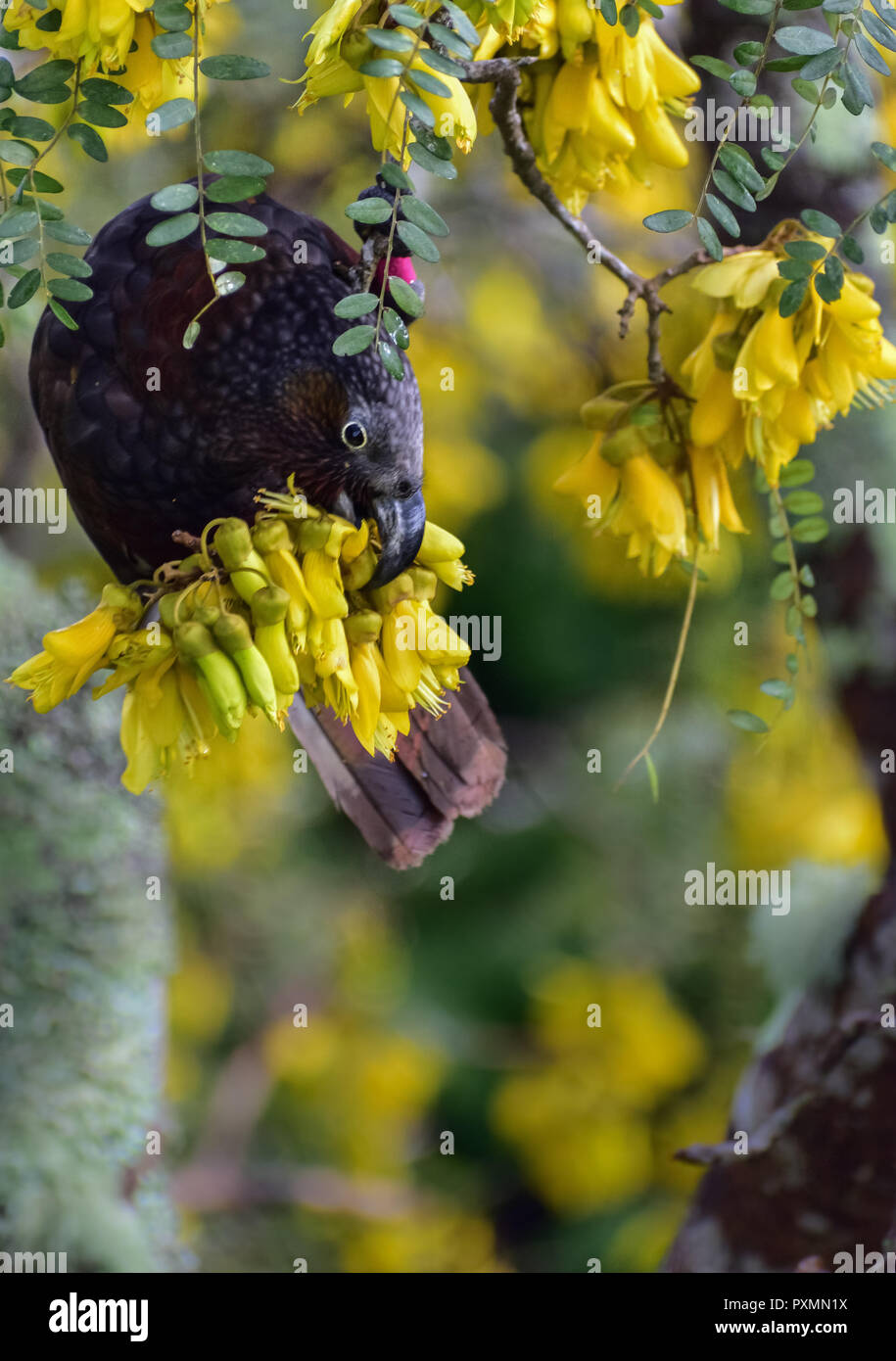 Kowhai flowers hires stock photography and images Alamy