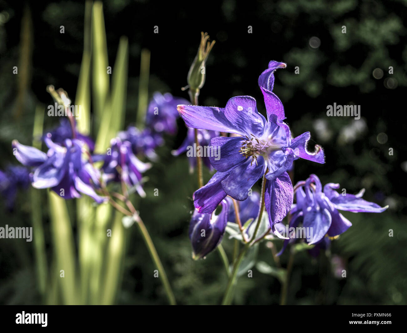 Sibirische Schwertlilie, Iris sibirica, Blumen, Blueten, Garten, Gartenblumen, Gartenpflanzen, Lilie, Natur, Pflanze, Pflanzen, Zierpflanzen, blau, bl Stock Photo