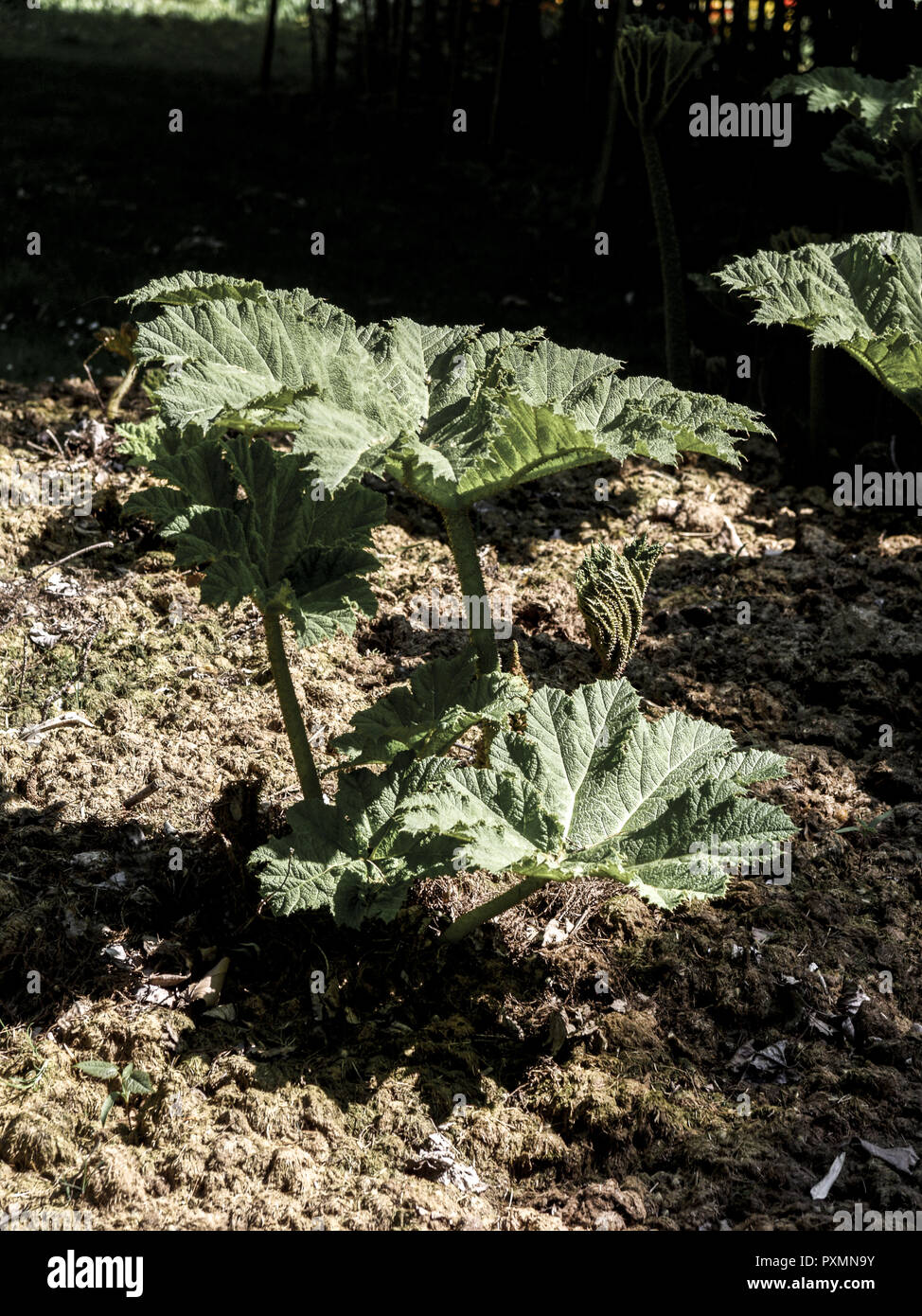 Mammutblatt, Gunnera manicata, Mammoth leaf, Blaetter, Blatt, Gunnera