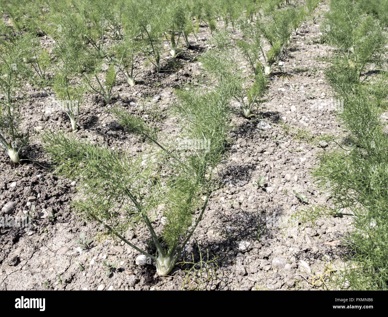 Gemuese Anbau Stock Photos Gemuese Anbau Stock Images Alamy