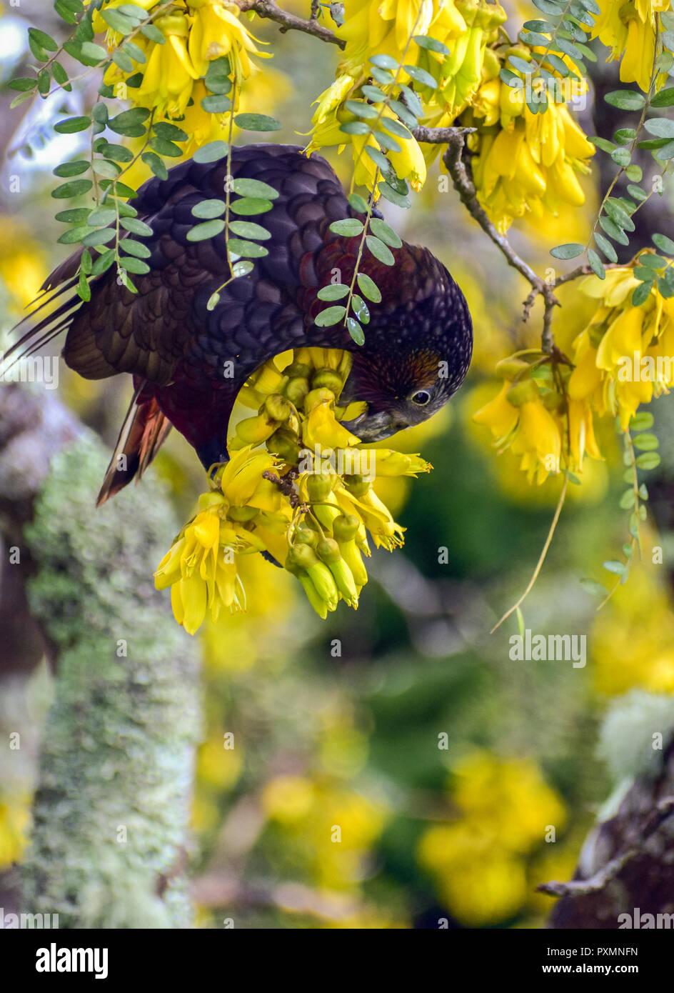 Edible floer hires stock photography and images Alamy
