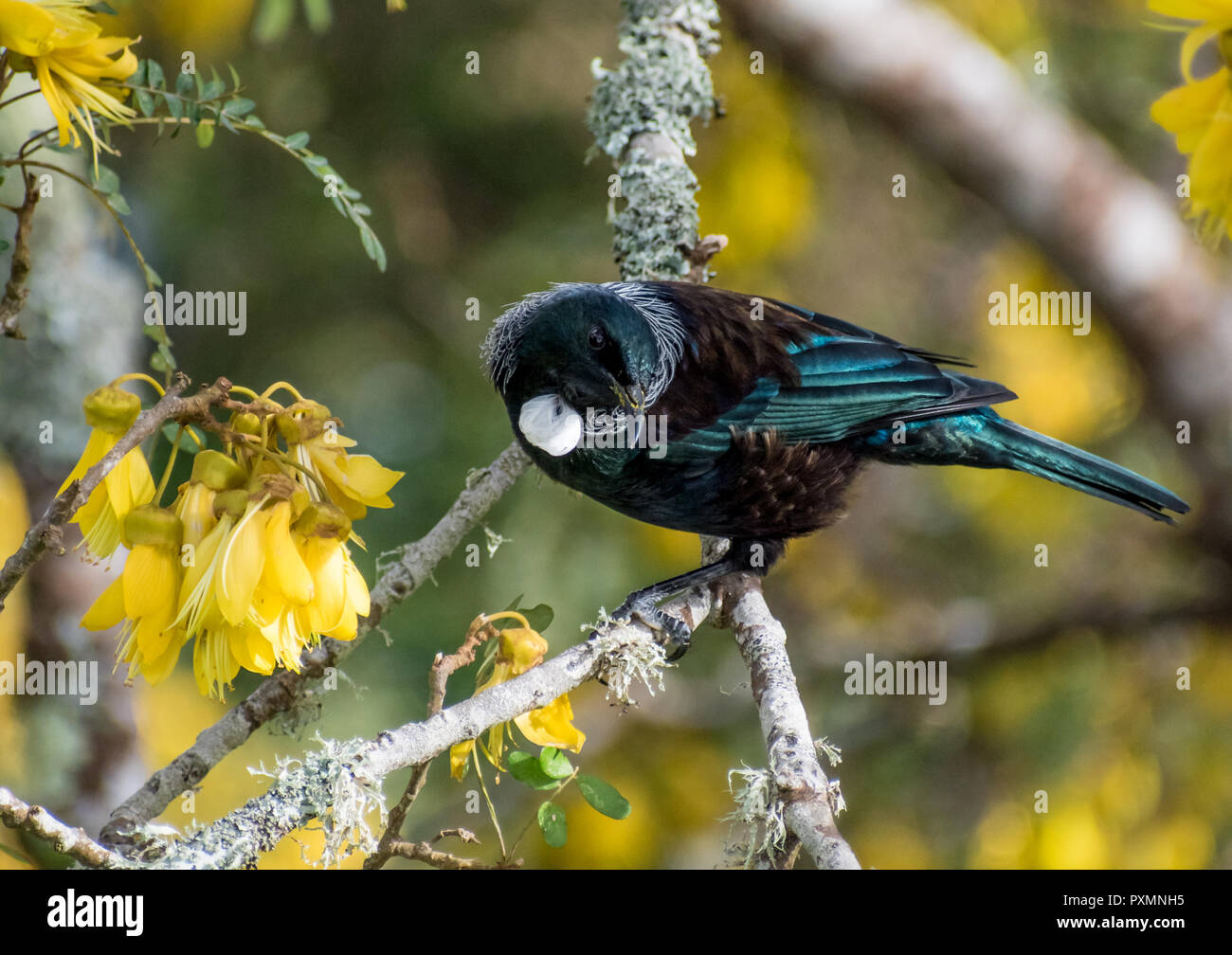 Tui, New Zealand native birds on a Kowhai tree (native New Zealand tree